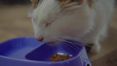 Kuru kedi maması yiyen sevimli tek gözlü kedinin yakın çekimi.