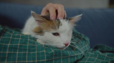 Rahat bir kedi, sahibinin ellerinde yatarken mırıldanır.