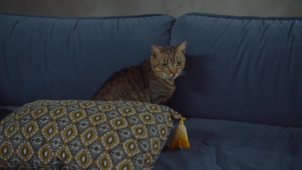 Rahat, şirin, kısa hava kedisi kanepede oturuyor. — Stok video