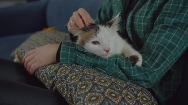 Расслабленный одноглазый котенок мурлычет на руках владельцев — стоковое видео