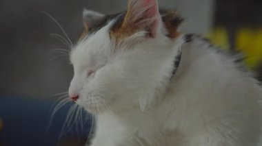 Rahatlamış bir ev kedisinin portresi.