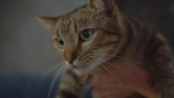 Portrait de mignon short air tabby chat miauler à l'intérieur — Video