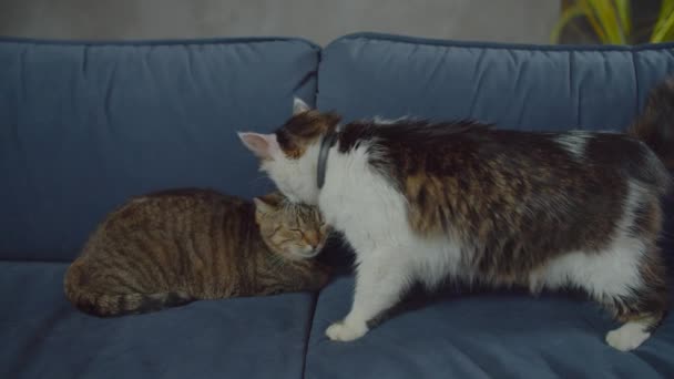 Δύο φιλικές εγχώριες ποικίλες γάτες κοινωνικοποίηση στο σπίτι — Αρχείο Βίντεο