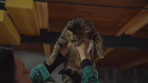 Woman raising up scared domestic tabby cat at home — Stock Video