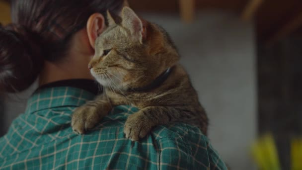 Feliz doméstico gato bunting en propietarios cara dentro — Vídeos de Stock