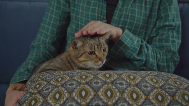 Πορτρέτο της ήρεμης κοντή γάτα tabby ακουμπά στο μαξιλάρι — Αρχείο Βίντεο