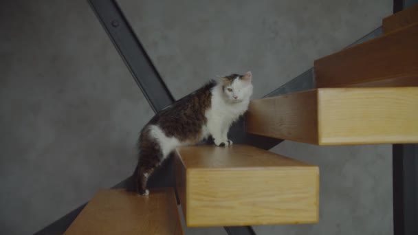 Zvědavý jednooký domácí kočka objevující nový dům — Stock video
