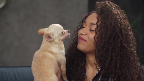 Liebevolle Tierbesitzerin küsst hübschen Chihuahua-Hund drinnen — Stockvideo