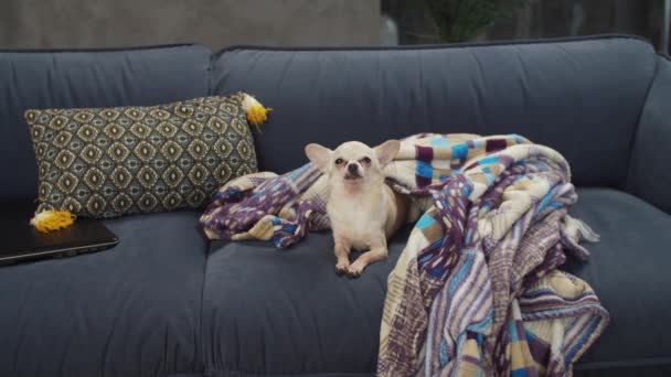 Perezoso feliz lindo perro chihuahua descansando en el sofá — Vídeos de Stock