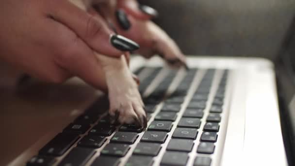 Close-up de patas de cão digitando no teclado do computador — Vídeo de Stock