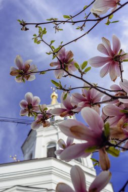 Magnolia Bush Kyiv Lavra 'yı Baharda Ortaya Çıkarıyor