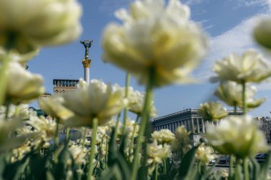 Baharda Ukrayna 'nın Bağımsızlık Anıtı önünde beyaz laleler