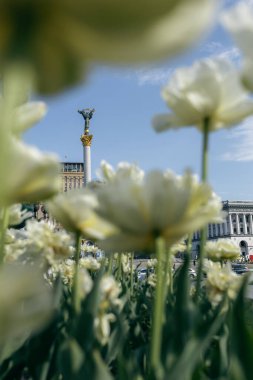 Baharda Ukrayna 'nın Bağımsızlık Anıtı önünde beyaz laleler