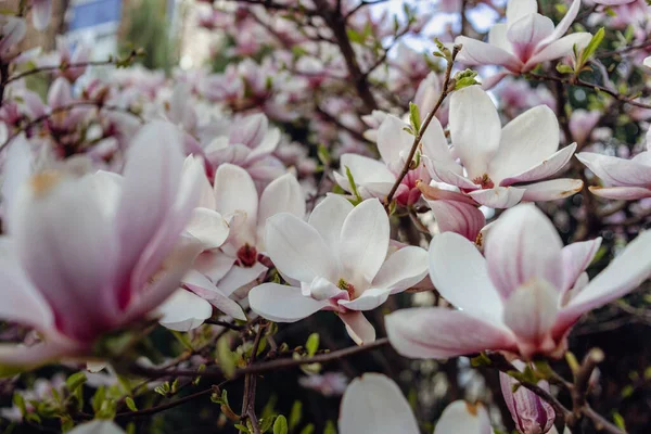 Bahar Günışığında Beyaz ve Pembe Manolya Çiçeği