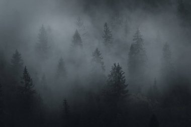 FogCarpathian Dağları 'ndaki Karpat Spruce Ormanı sabah sisiyle örtülü yoğun ladin ormanı. Sis, Karpatlar 'ın vahşi doğasının doğal güzelliğini ve sükunetini vurgulayan gizemli ve atmosferik bir manzara yaratıyor..