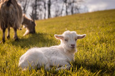 Yeşil bir çayırda otlayan bahar koyunları. Yemyeşil çimenler ve taze bitki örtüsü, doğa, tarım, kırsal yaşam tarzı ve bahar temalı projeler için ideal sakin bir pastoral manzara yaratır..