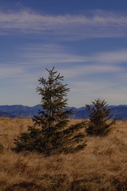 Sonbaharda Karpat Dağları, Ukrayna Manzarası Sonbahar Manzarası. Orman tepeleri, renkli sonbahar yaprakları ve uzak dağ zirveleri olan manzaralı bir yer. Doğu Avrupa sonbaharının güzelliğini gösteren doğal ortam.