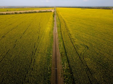 Genç buğday filizlerinin toprağı delip geçtiği Ukrayna 'daki ilkbahar yeşil tarlaları. Tarım sektörü, gıda üretimi ve sürdürülebilir tarım uygulamalarını temsil eden tarım arazisi.