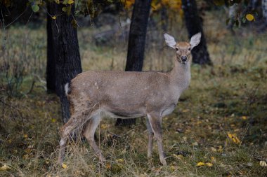 Vahşi doğada dişi geyik
