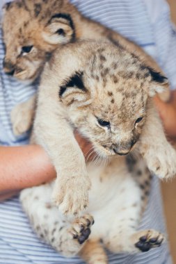 Hayvanat bahçesindeki şirin yavru aslan yavruları. Gönüllülerin elinde güzel tüylü küçük aslan yavruları. Vahşi hayatı kurtar.
