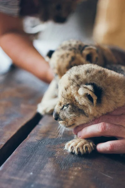 ペッティング動物園のかわいい赤ちゃんライオンの赤ちゃん ボランティアの手の中で美しい毛皮の小さなライオンの赤ちゃん 野生動物を救え — ストック写真