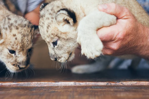 ペッティング動物園のかわいい赤ちゃんライオンの赤ちゃん ボランティアの手の中で美しい毛皮の小さなライオンの赤ちゃん 野生動物を救え — ストック写真