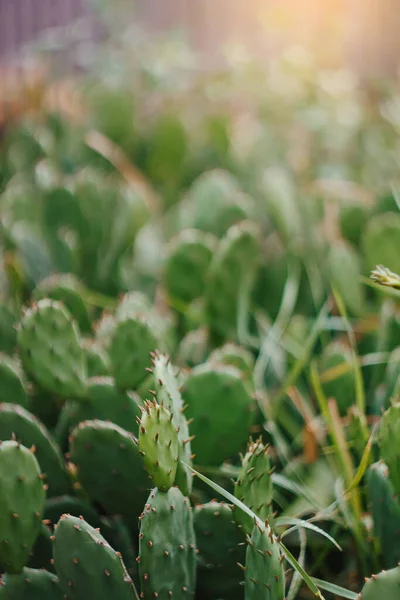 Güneşli bir günde vahşi kaktüs bitkisinin detayları. Doğal haliyle sulu.