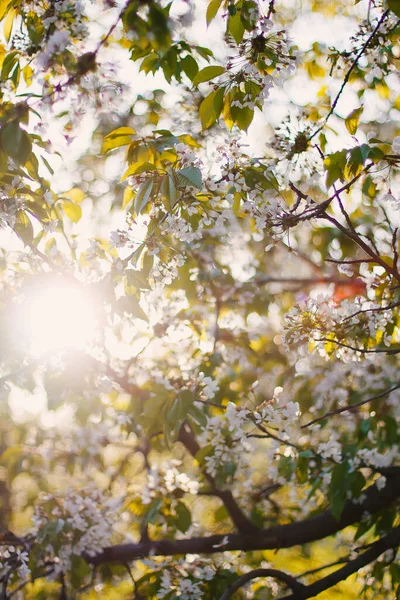 Körsbär blommar i en fruktträdgård i varma solnedgångar. Vacker naturscen med gren i blom och soleruption. Vårblommor. Vår i Europa — Stockfoto