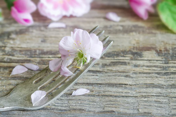 Körsbärsblommor på gaffel mat koncept — Stockfoto