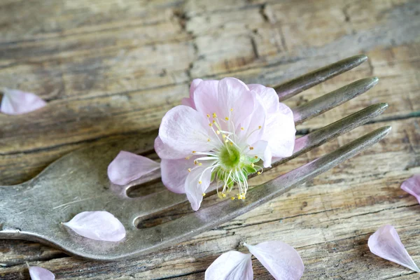 Flor de cerezo en el concepto de comida de tenedor —  Fotos de Stock