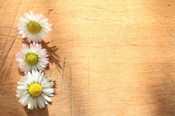 Våren daisy på vintage trä retro bakgrund — Stockfoto