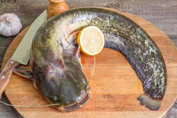 Rohe europäische Welse in der Küche zubereiten — Stockfoto