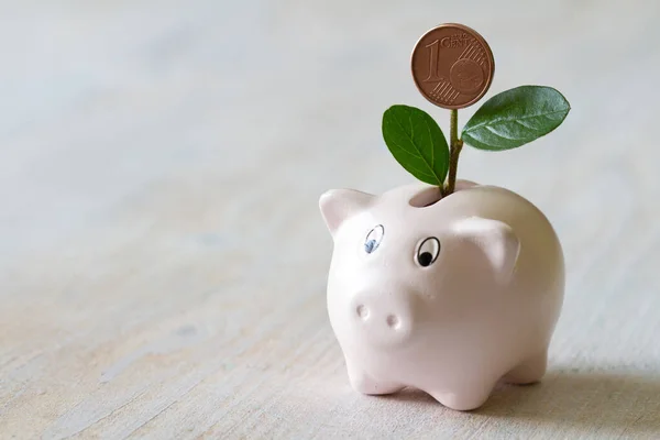 Banco Porquinho Com Planta Verde Aumento Conceito Poupança — Fotografia de Stock