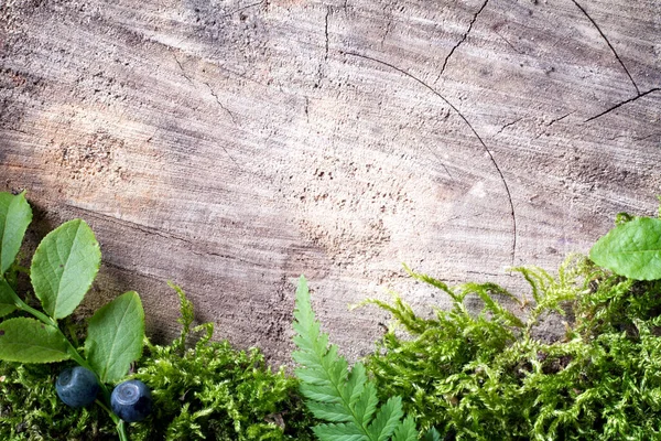 Bosachtergrond Met Mos Varenbladeren Bosbessen Oude Houten Plank — Stockfoto