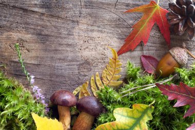Mantar, yaprak ve yosunlarla dolu bir sonbahar ormanı. 