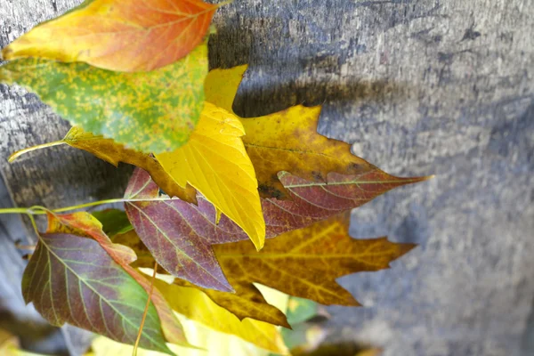Feuilles d'automne sur planche de bois — Photo