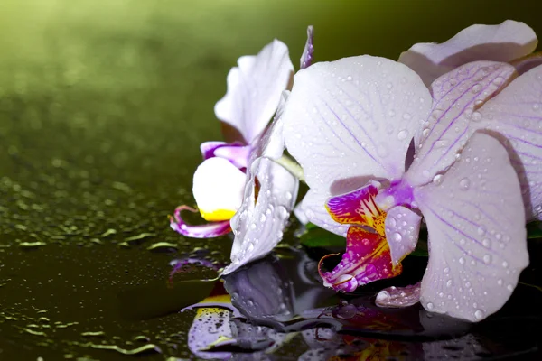 पाणी ड्रॉप गोषवारा फुलांच्या पार्श्वभूमीसह रात्री गुलाबी ऑर्किड — स्टॉक फोटो, इमेज