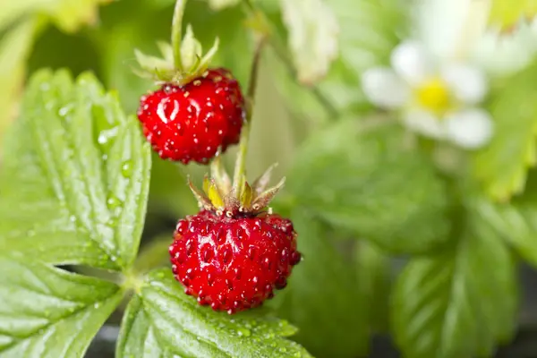 Wild strawberry on bush closeup — Stock Photo, Image