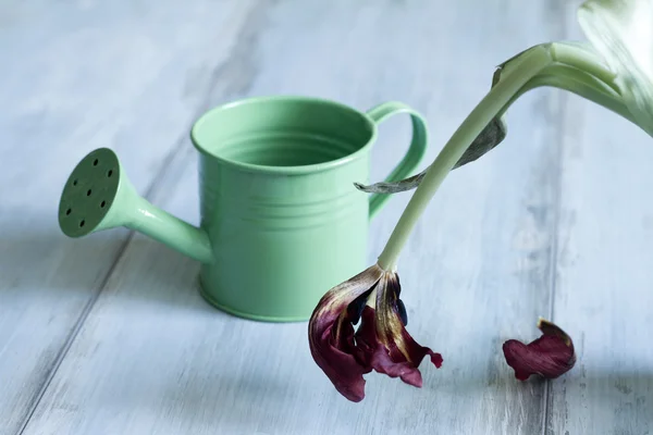 Mancanza di irrigazione in giardino astratta con tulipano — Foto Stock