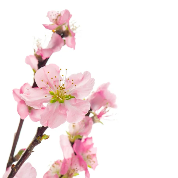 Pink almond flowers isolated on white background — Stock Photo, Image