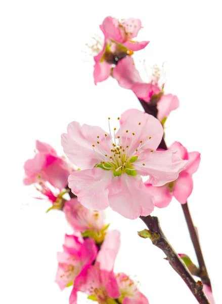 Almond tree blossoms — Stock Photo, Image