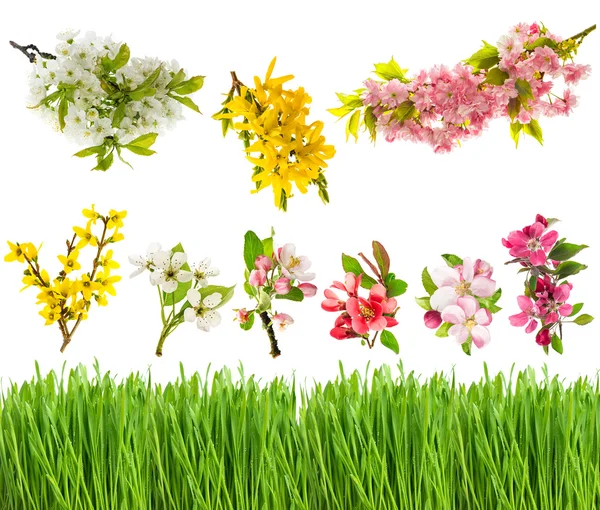 Spring blossoms and green grass — Stock Photo, Image