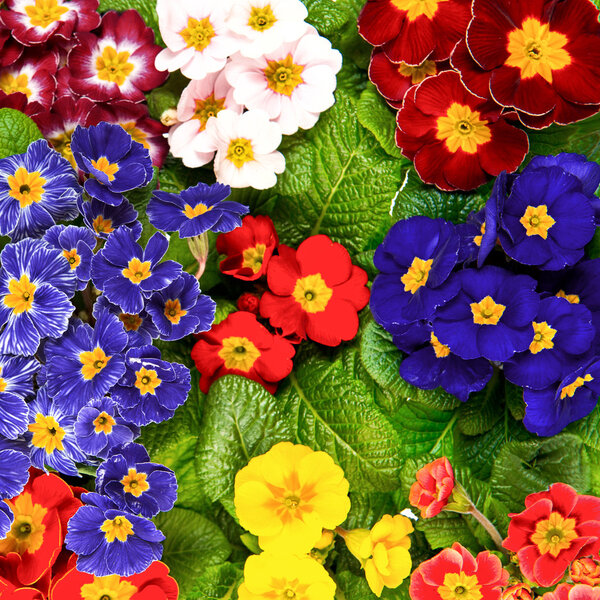 Spring primula flowers. Colorful primrosess