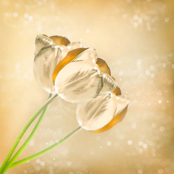 ゴールデン チューリップの花に光沢のある背景がぼやけています。 — ストック写真