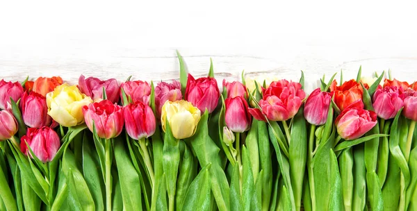 Tulipani. Fiori di primavera rosa giallo rosso — Foto Stock