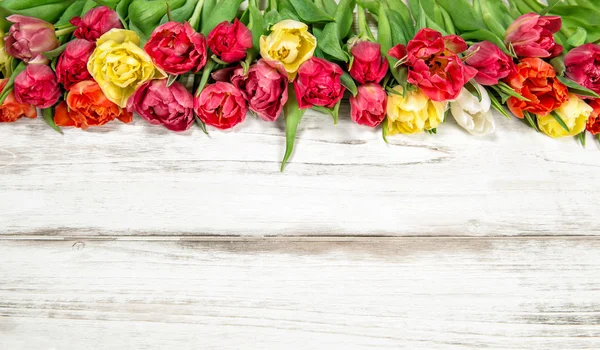 Verse multicolor tulpen. Lentebloemen — Stockfoto