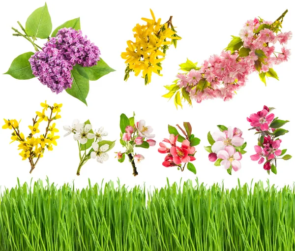 Spring flowers blossoms and fresh green grass — Stock Photo, Image