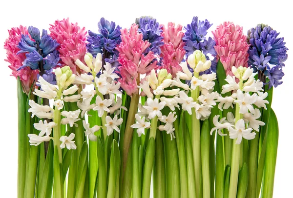 Hyacinth flowers with green leaves — Stock Photo, Image