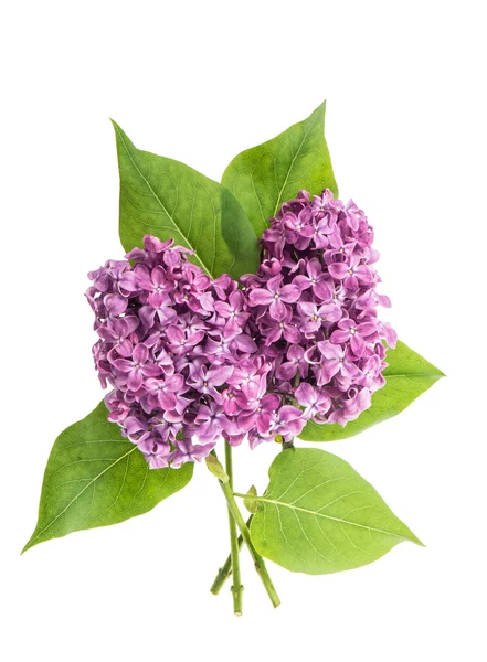 Spring lilac flowers — Stock Photo, Image