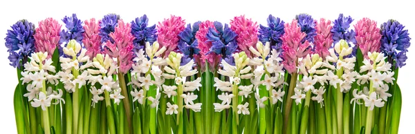 Hyacinten bloemen. Floral banner — Stockfoto